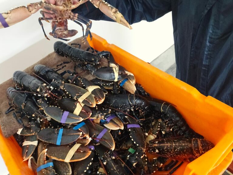 homard bleu